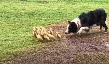 Awww: Border Collie Leads Ducklings To Water