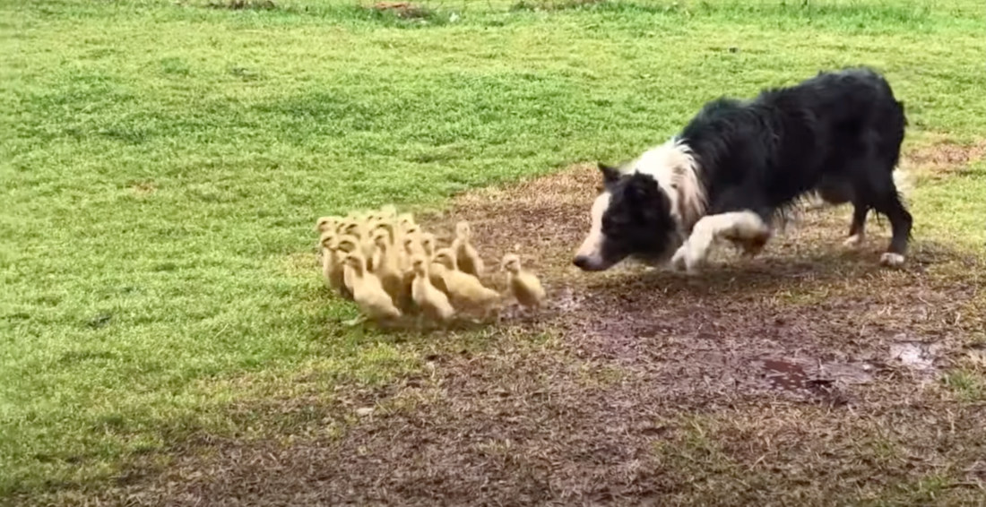 Awww: Border Collie Leads Ducklings To Water