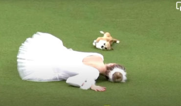 Chihuahua Performs Swan Lake Ballet At Crufts Dog Show