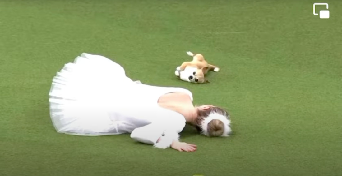 Chihuahua Performs Swan Lake Ballet At Crufts Dog Show