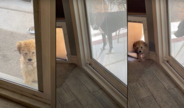 Dog Shows Puppy How To Use Doggy Door