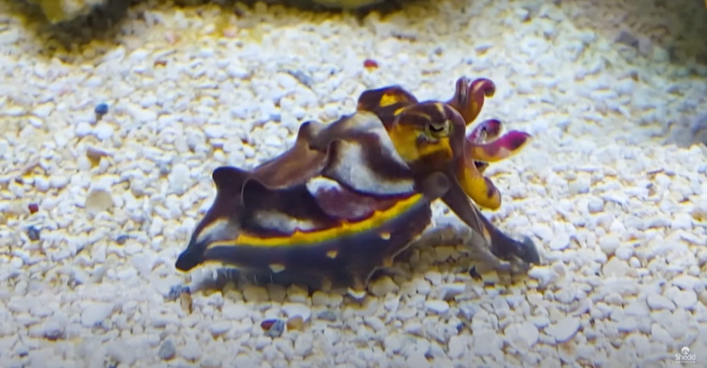 Flamboyant Cuttlefish Shows Off Its Mesmerizing Color-Changing Ability