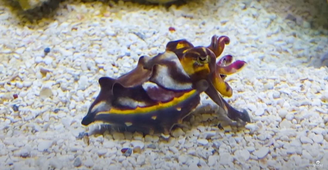 Flamboyant Cuttlefish Shows Off Its Mesmerizing Color-Changing Ability