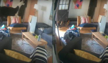 Party Animals: Goat Opens Door To Let Chickens And Alpacas Into Owner’s Home