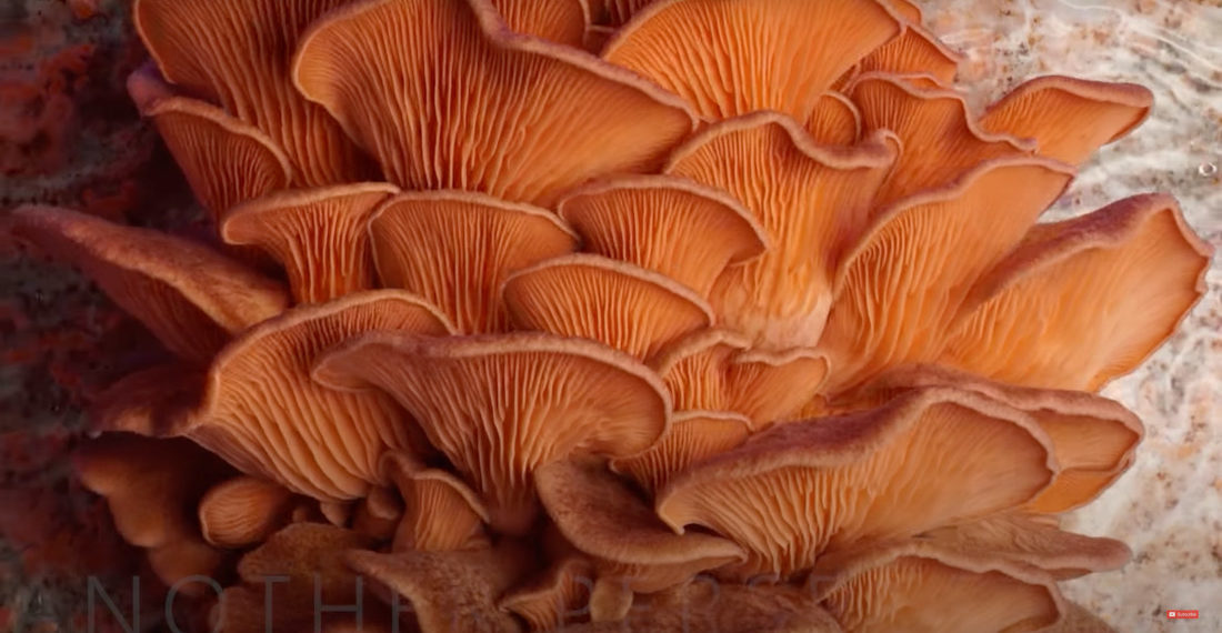 A Year Of Mushrooms Growing Condensed Into A 3-Minute Timelapse