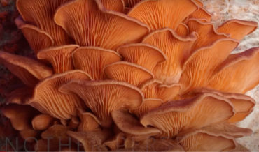 A Year Of Mushrooms Growing Condensed Into A 3-Minute Timelapse