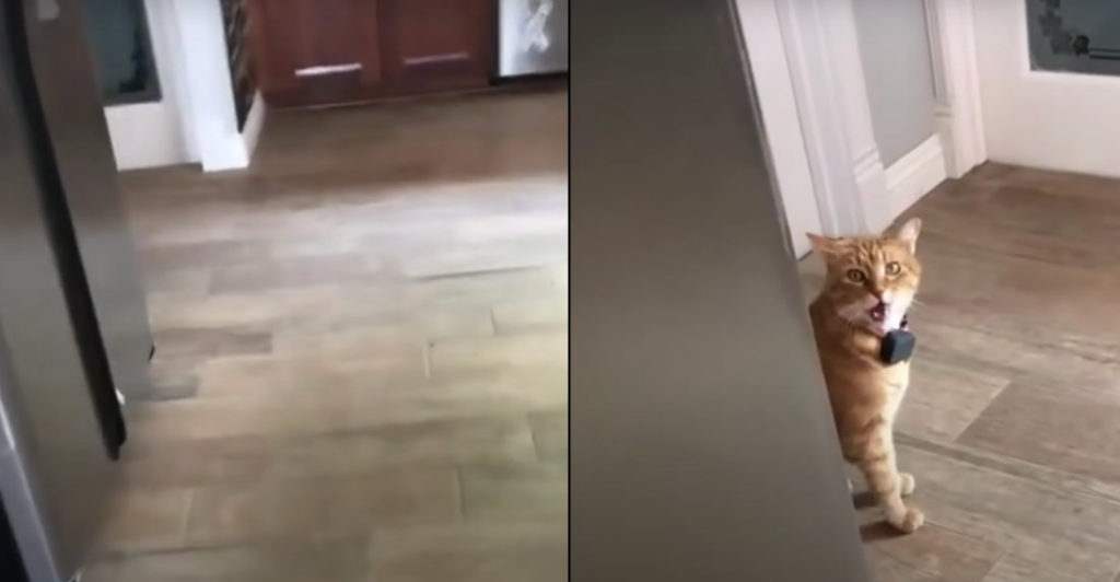 Southern Cat Says 'Well Hi!' To Owner