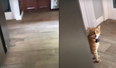 Southern Cat Says ‘Well Hi!’ To Owner
