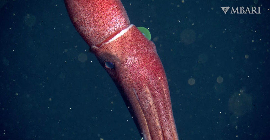 Freaky Deaky: The Strawberry Squid’s Remarkably Different Sized Eyeballs