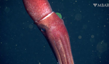 Freaky Deaky: The Strawberry Squid’s Remarkably Different Sized Eyeballs
