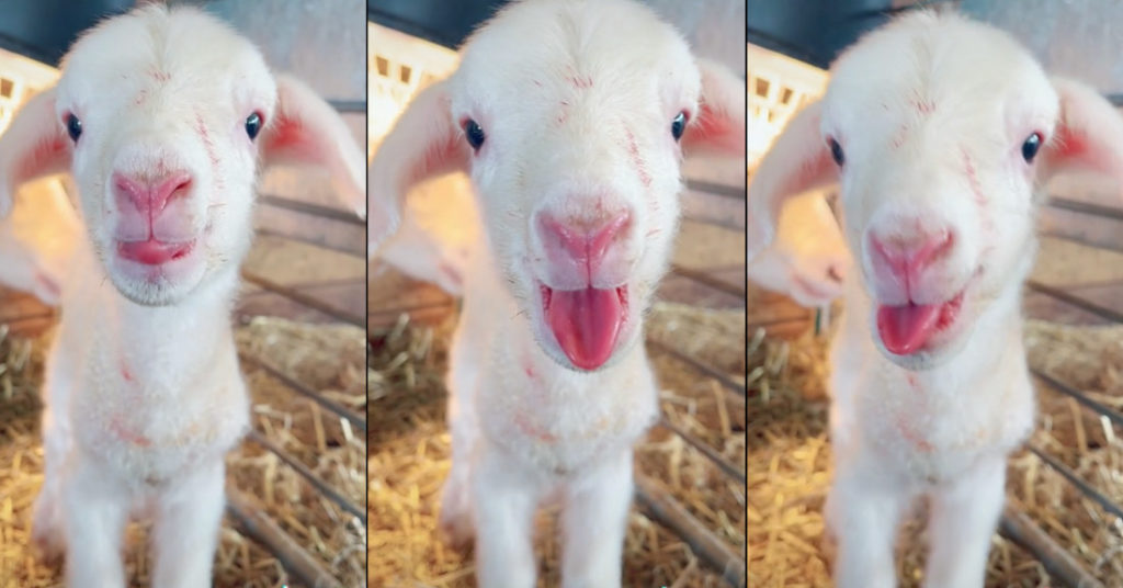 Just-Born Baby Lamb Has A Lot To Say