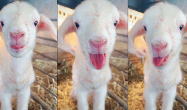 Just-Born Baby Lamb Has A Lot To Say