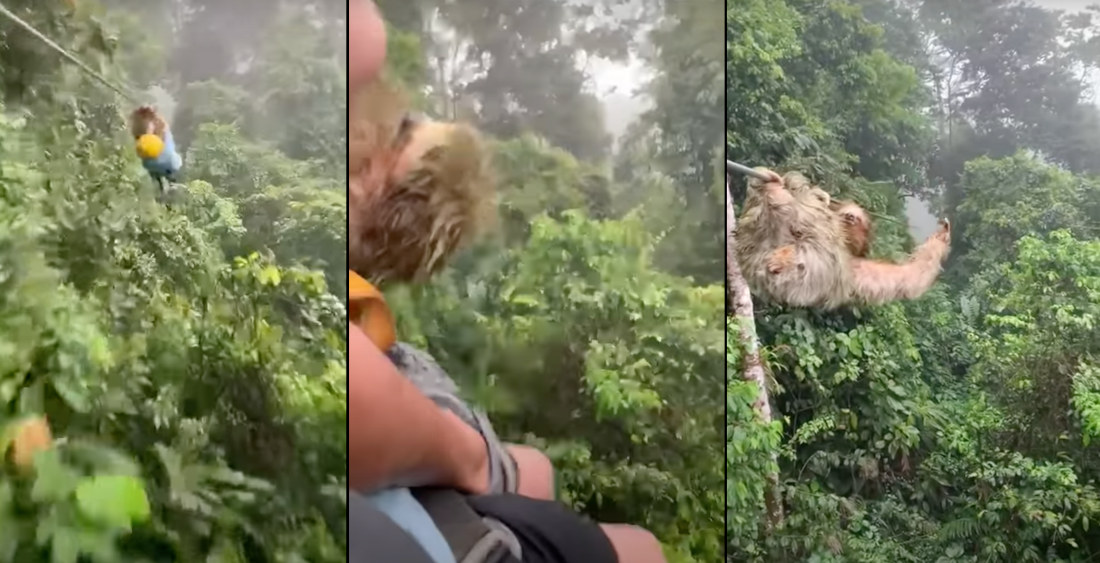 Kid Zipling In Costa Rica Accidentally Hits Sloth