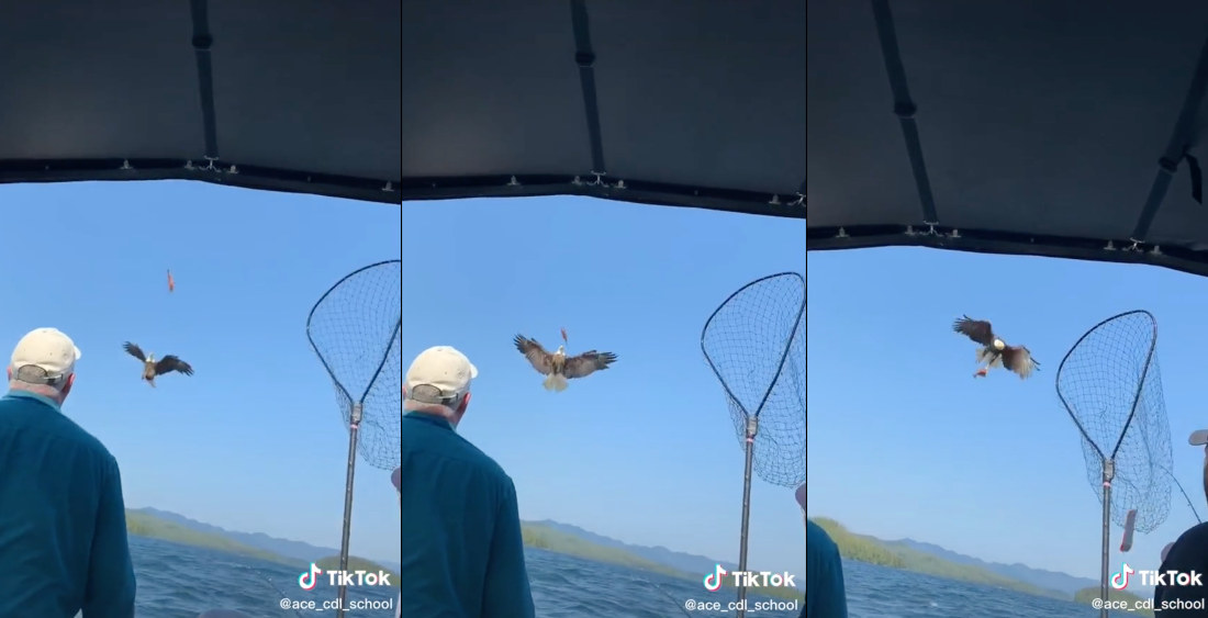 Bald Eagle Catches Thrown Fish Mid-Air