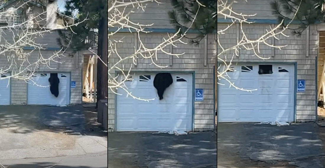 Big Bear Climbs Through Tiny Garage Door Window