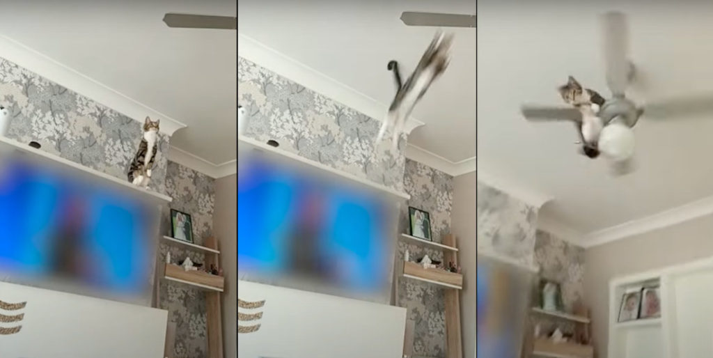 Cat Makes Daring Leap Of Faith To Ceiling Fan