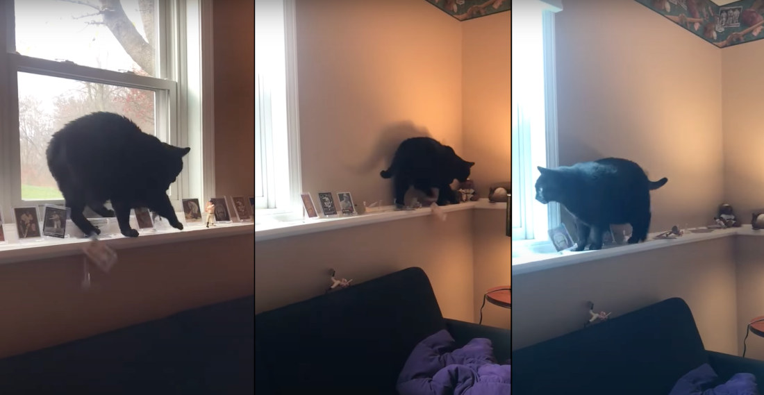 Cat Demonstrates Its Incredibly Poor Nimbleness