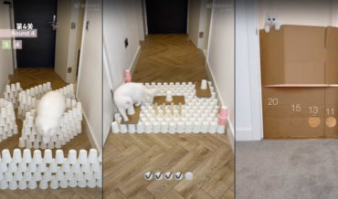 Cat Attempts Increasingly Difficult Navigational Challenges