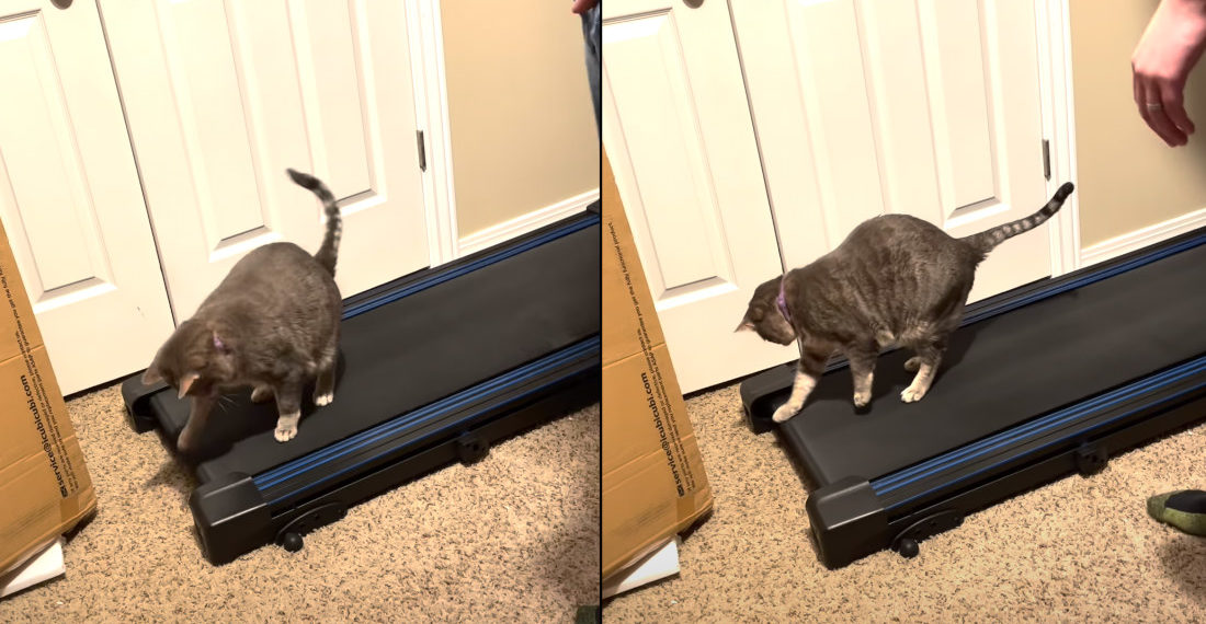 Cat Walking Backwards On Treadmill
