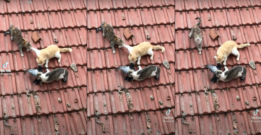 Three Cats Frozen In Battle Over Dead Bird On Roof