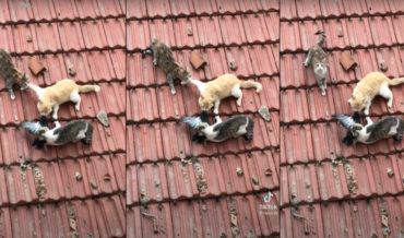 Three Cats Frozen In Battle Over Dead Bird On Roof