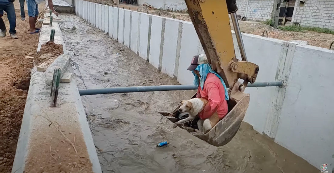 Construction Crew Uses Man In Backhoe Bucket To Rescue Dog From Flooded Canal