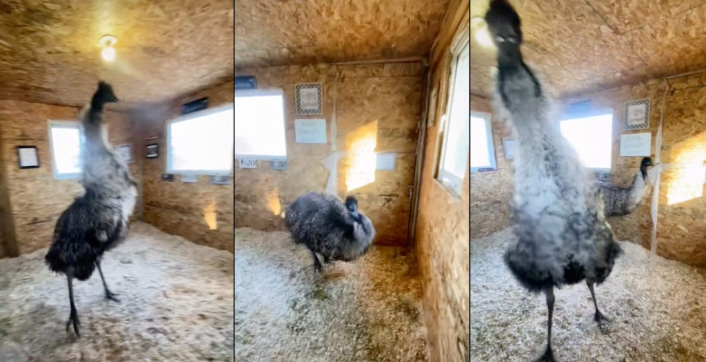 Emu Performs Wild Interpretive Dance
