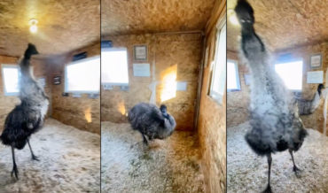 Emu Performs Wild Interpretive Dance
