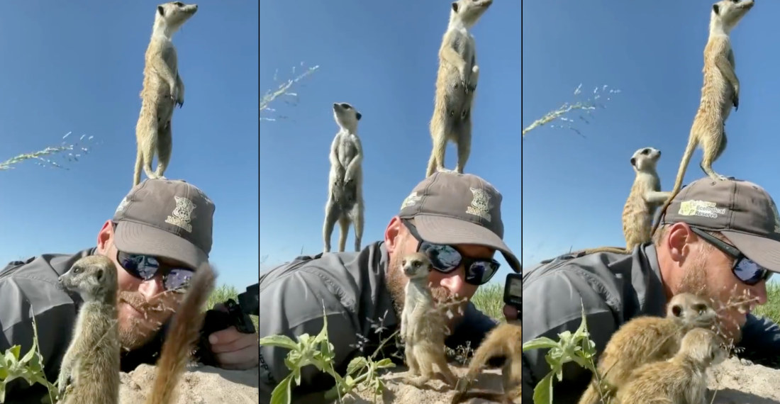 Wildlife Photographer Gets Overrun By Mob Of Meerkats
