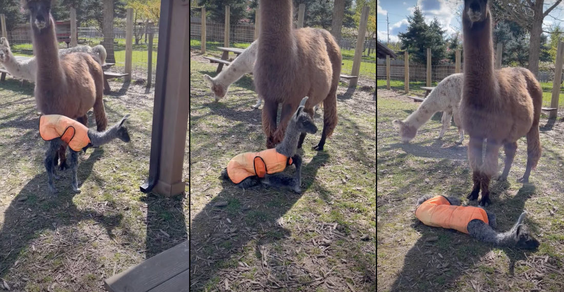 Awww: Four-Hour Old Llama Tests Its Legs