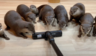 Otters Chase And Retreat From Vacuum