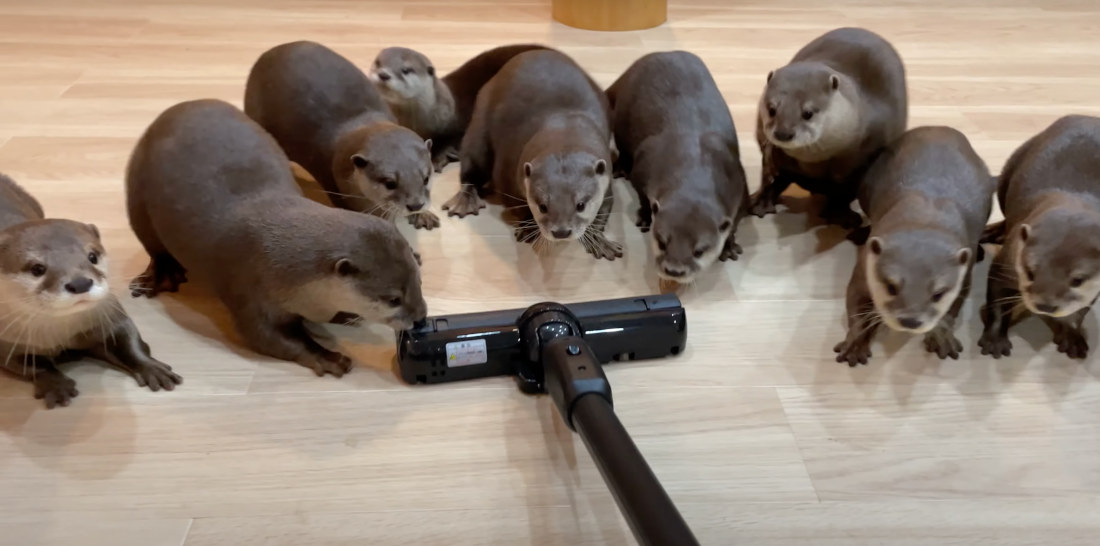 Otters Chase And Retreat From Vacuum