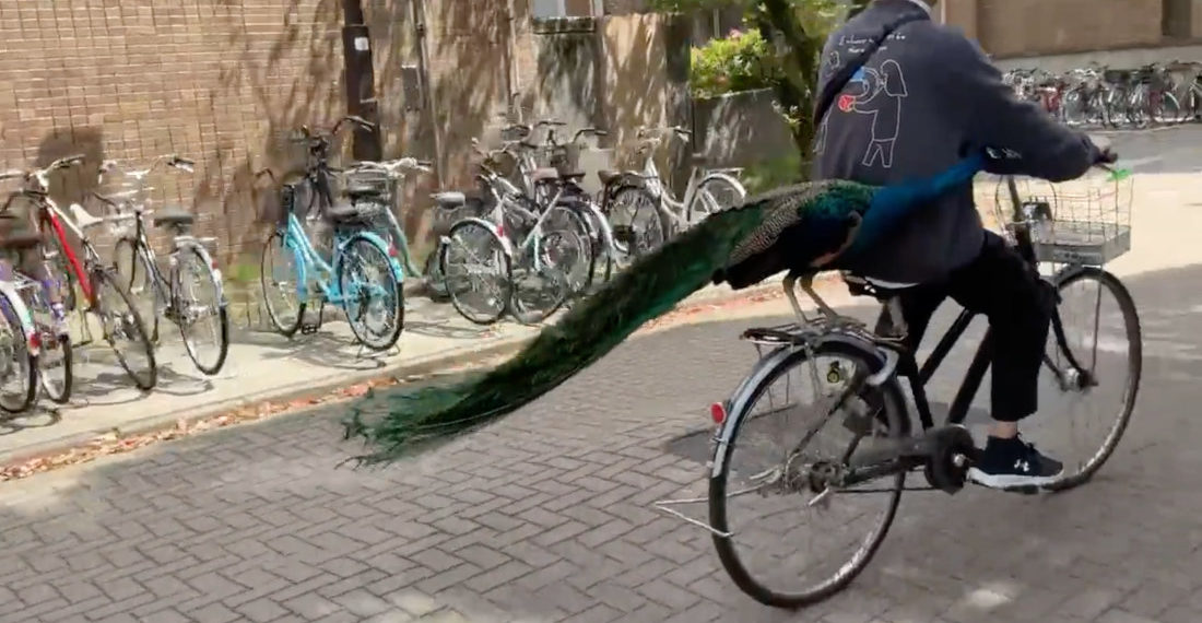 Peacock Catching A Ride On Bicycle