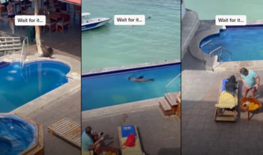 Sea Lion Exits Ocean To Swim In Pool, Steal Man’s Lounge Chair