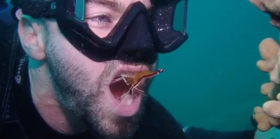 Diver Lets Shrimp Clean His Teeth