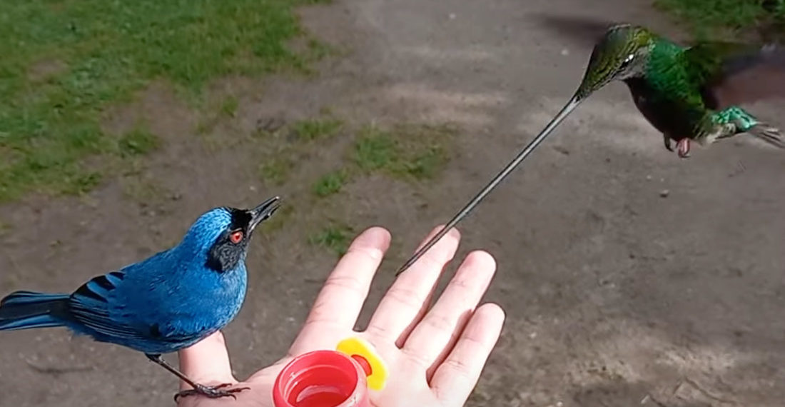 Handfeeding An Incredible Sword-Billed Hummingbird