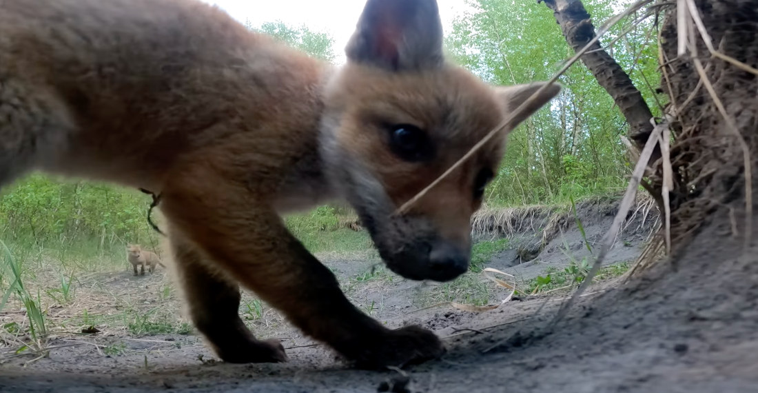 Awww: Baby Fox Plays With GoPro