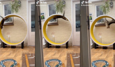 Cat Ran Too Fast On Hamster Wheel, Gets Taken For A Ride