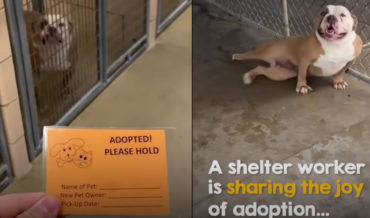 A Compilation Video Of Dogs Getting Adopted From A Shelter