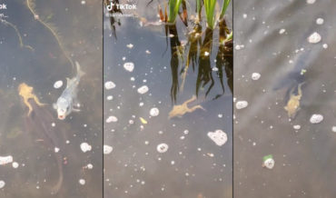 Work Smarter, Not Harder: Frog Catches A Ride On Fish