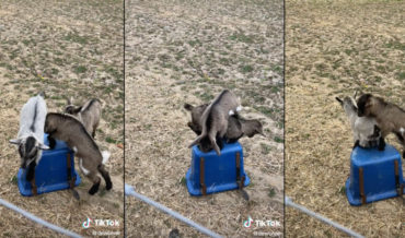 Awww: Baby Goats Play King Of The Hill On Bucket