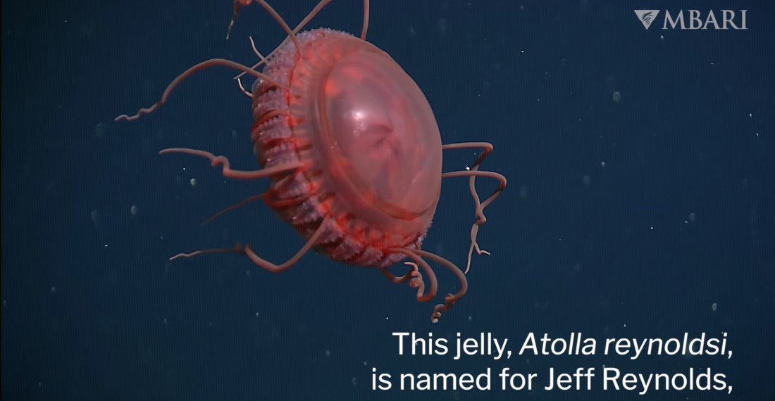 Video Of Newly Discovered Crown Jellyfish
