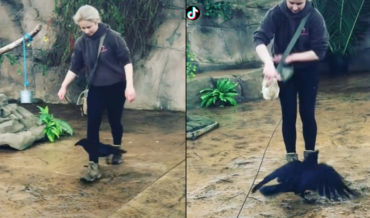 Raven Performs Choreographed Dance Routine With Its Trainer