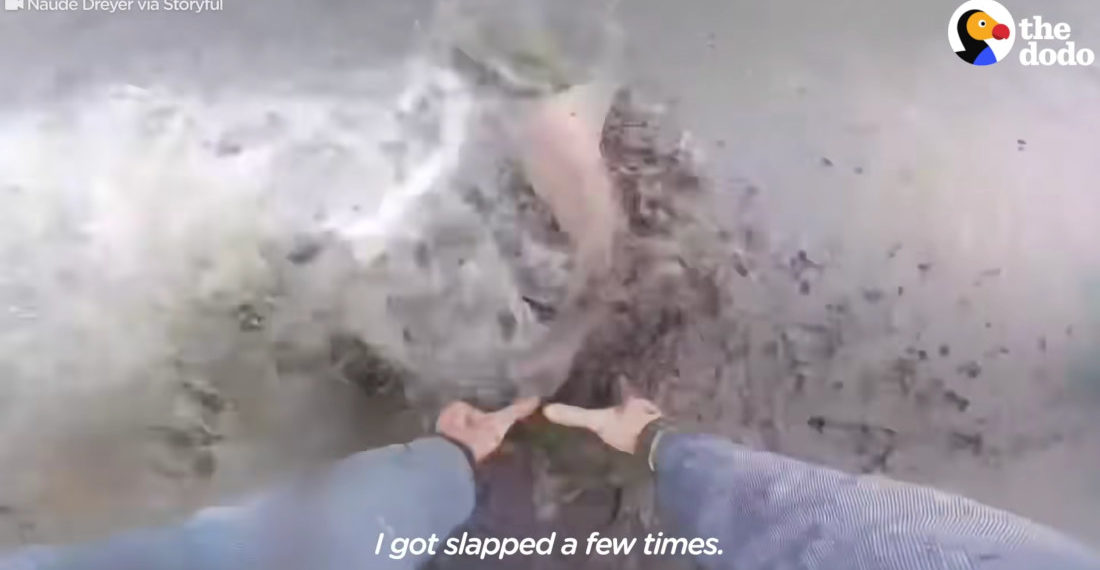 Man Bare-Hand Rescues Beached Sharks, Returns To Deep Water