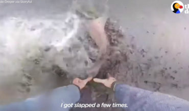 Man Bare-Hand Rescues Beached Sharks, Returns To Deep Water