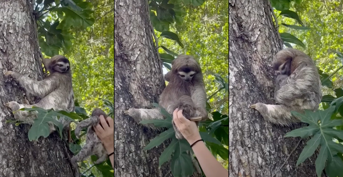 Baby Sloth Reunited With Mother After Its Found Crying On The Beach