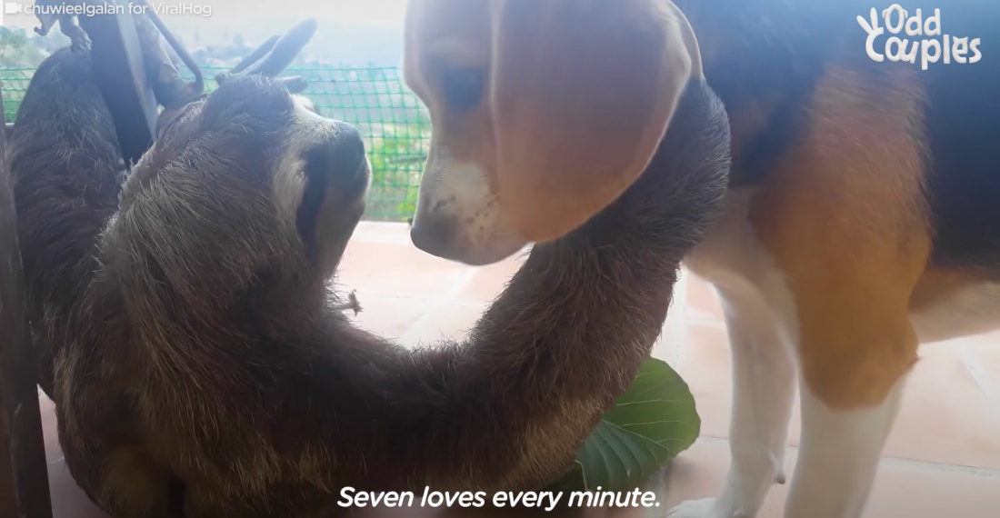 Rescue Sloth Befriends Beagle, Become BFFs Forever