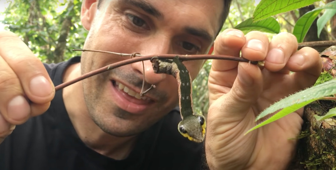 The Snake-Mimic Caterpillar Has A Snake Head For An Ass