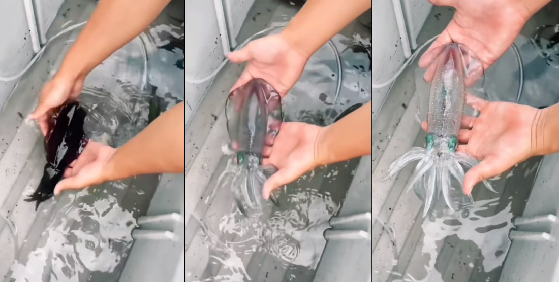 Whoa!: Squid Instantly Changes Color When Removed From Water