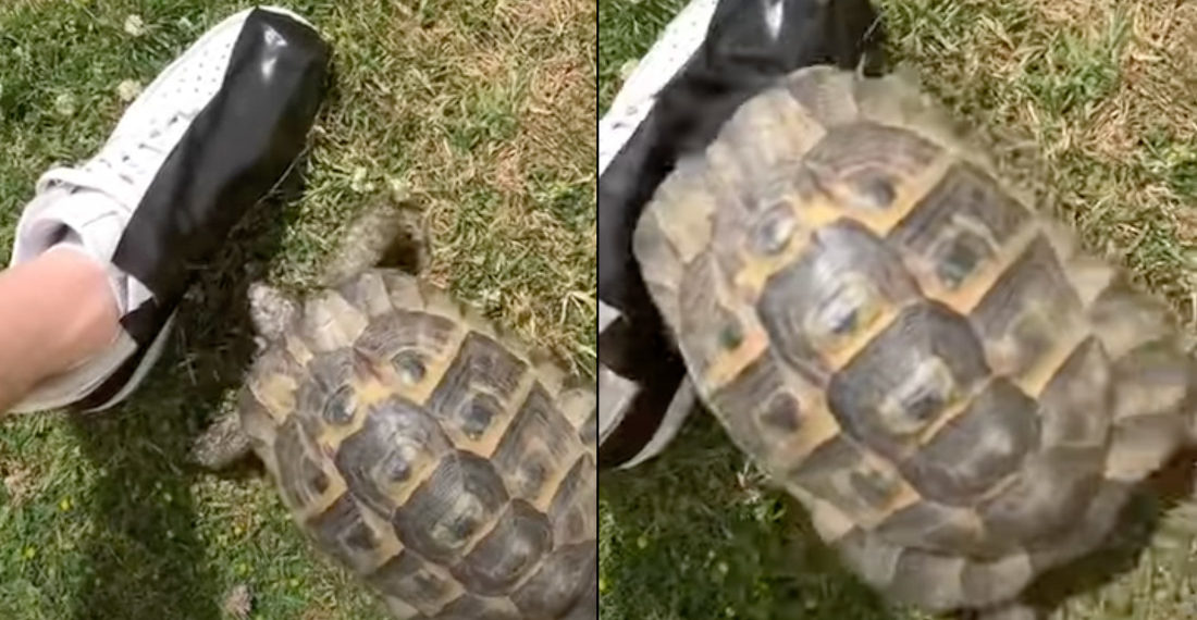 Turtle Attempts To Battle Piece Of Black Tape